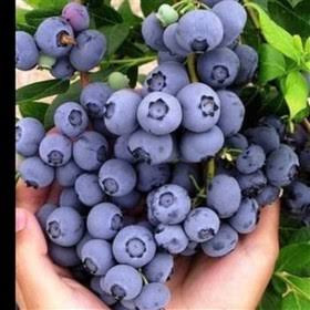 نهال بلوبری امریکایی