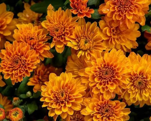 نهال گل داوودی رنگی