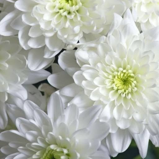 نهال گل داوودی رنگی